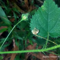 Sida cordata (Burm.f.) Borss.Waalk.